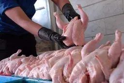 مرغ امروز ۱۰ آبان ۱۴۰۴: شوک قیمتی بازار را منفجر کرد!