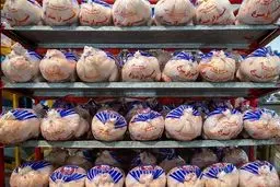 ۲ دی ۱۴۰۴: بحران قیمت مرغ؛ جیب مردم زیر تیغ گرانی!