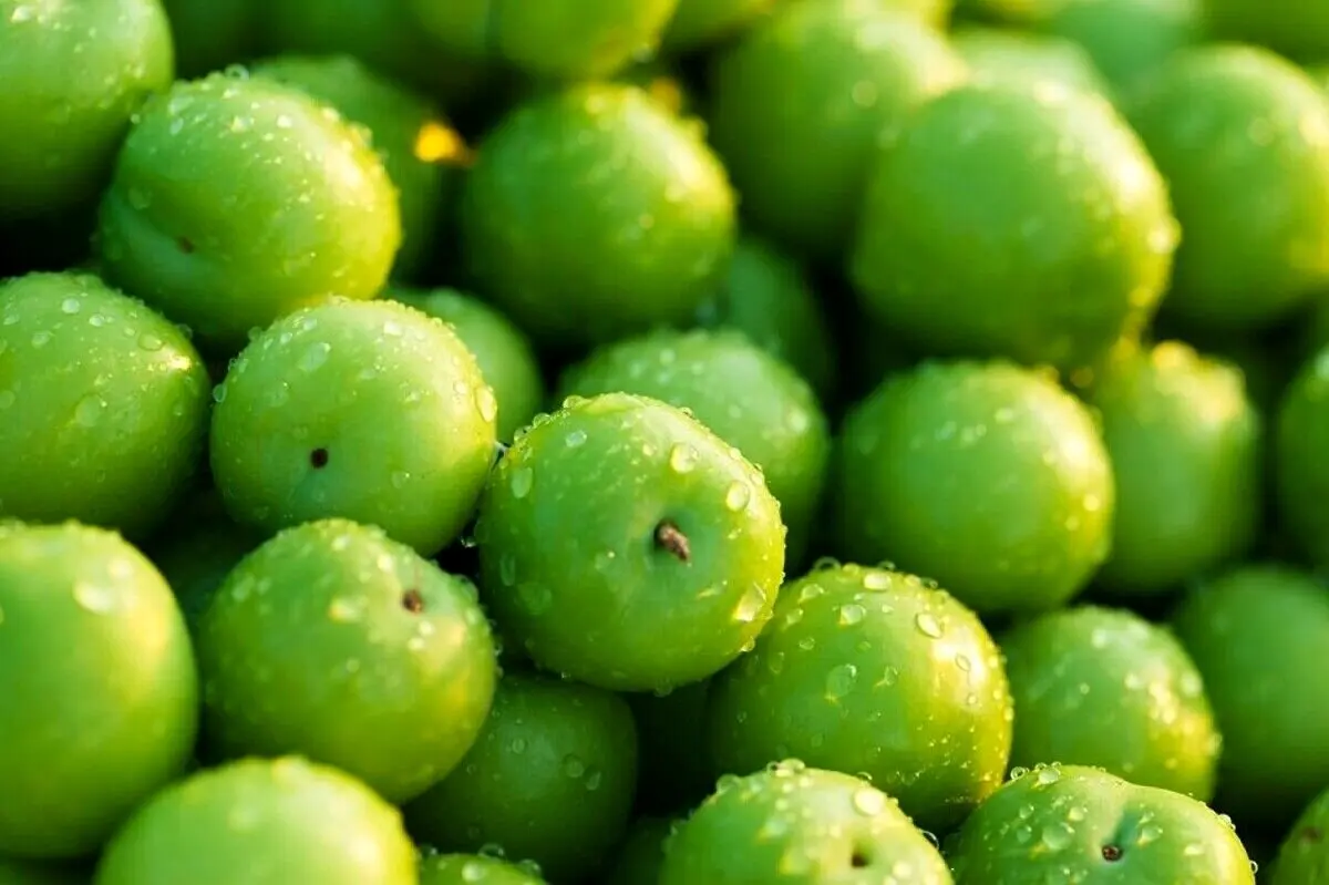 قیمت جدید طلای سبز فاش شد