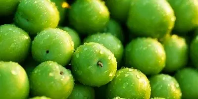 طالبی و خربزه چند؟