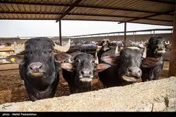 افشای قیمت باورنکردنی گوشت گاومیش هندی: واردات با 4.5 یورو رسماً کلید خورد! +سند