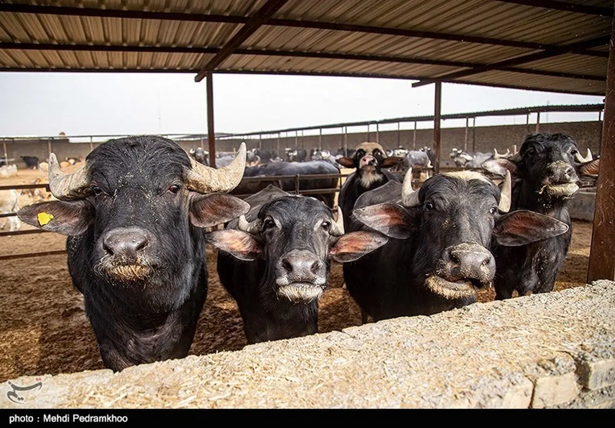 افشای قیمت باورنکردنی گوشت گاومیش هندی: واردات با 4.5 یورو رسماً کلید خورد! +سند