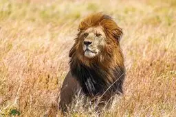 زنده خوردن گوزن یالدار توسط شیر خشمگین + فیلم