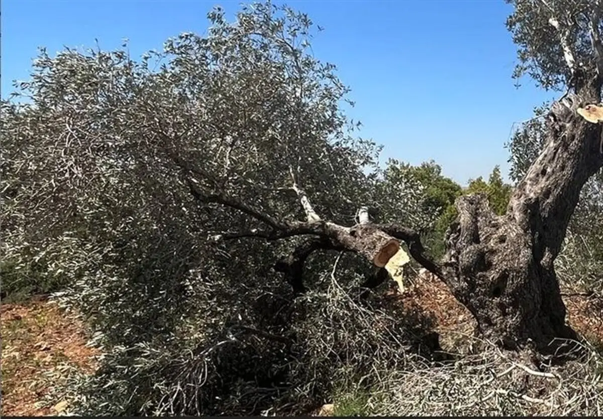 فاجعه زیست‌محیطی در غزه: ۷۵ درصد زیتون‌ها در آتش صهیونیستی سوختند!