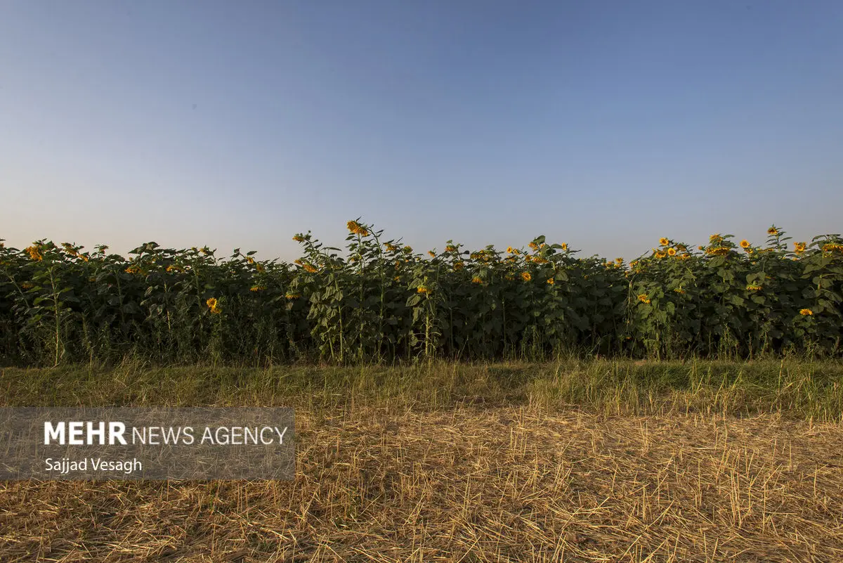 فاجعه در راه مزارع! دستور اضطراری برای مقابله با تلفات پرندگان صادر شد
