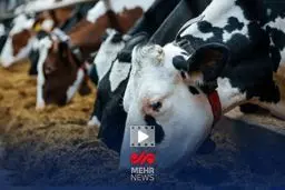 ۱۸۰ هزار تن نهاده؛ فاجعه‌ای عادی یا ادعایی عجیب؟