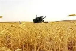 آژیر خطر برای نان مردم: سن گندم به مزارع جنوب یورش برد!