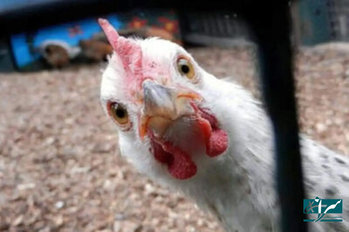 آیا مرغ ها تریاک مصرف می کنند؟