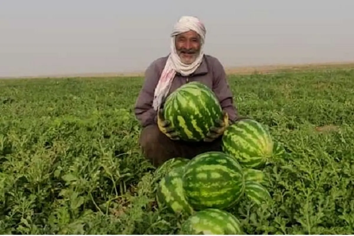 جاسک زیر آب هندوانه رفت؛ برداشت پاییزه با غوغا!