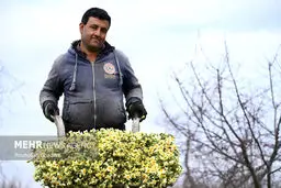 شوک بزرگ در انتظار ایران: داستان طلایی نرگس، خاک و عطر که آینده کشور را متحول می‌کند!