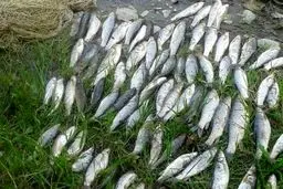 جنجال ارزی ۳۵۰ میلیونی: سهم آبزیان از سفره صادراتی چیست؟