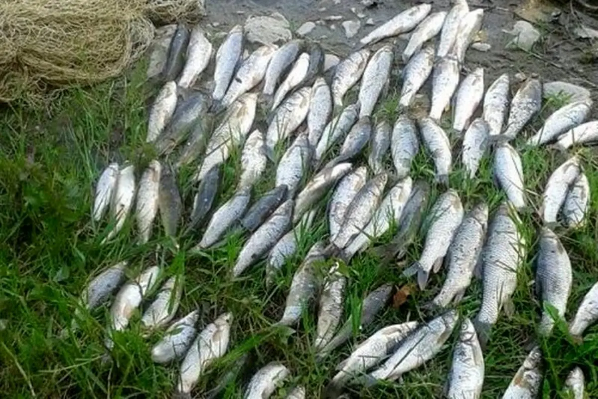 جنجال ارزی ۳۵۰ میلیونی: سهم آبزیان از سفره صادراتی چیست؟