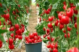 انقلاب در صنعت گلخانه؟ مدل فناورانه جدید مصرف گاز را نصف می‌کند؟