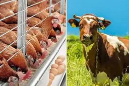 گرانی سیمان: رانت‌خواران چه کسانی هستند؟