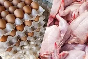 رقابت مرگبار مرغداران با حذف ارز ترجیحی