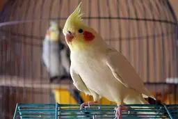 قیمت عجیب قفس سوژه فضای مجازی شد