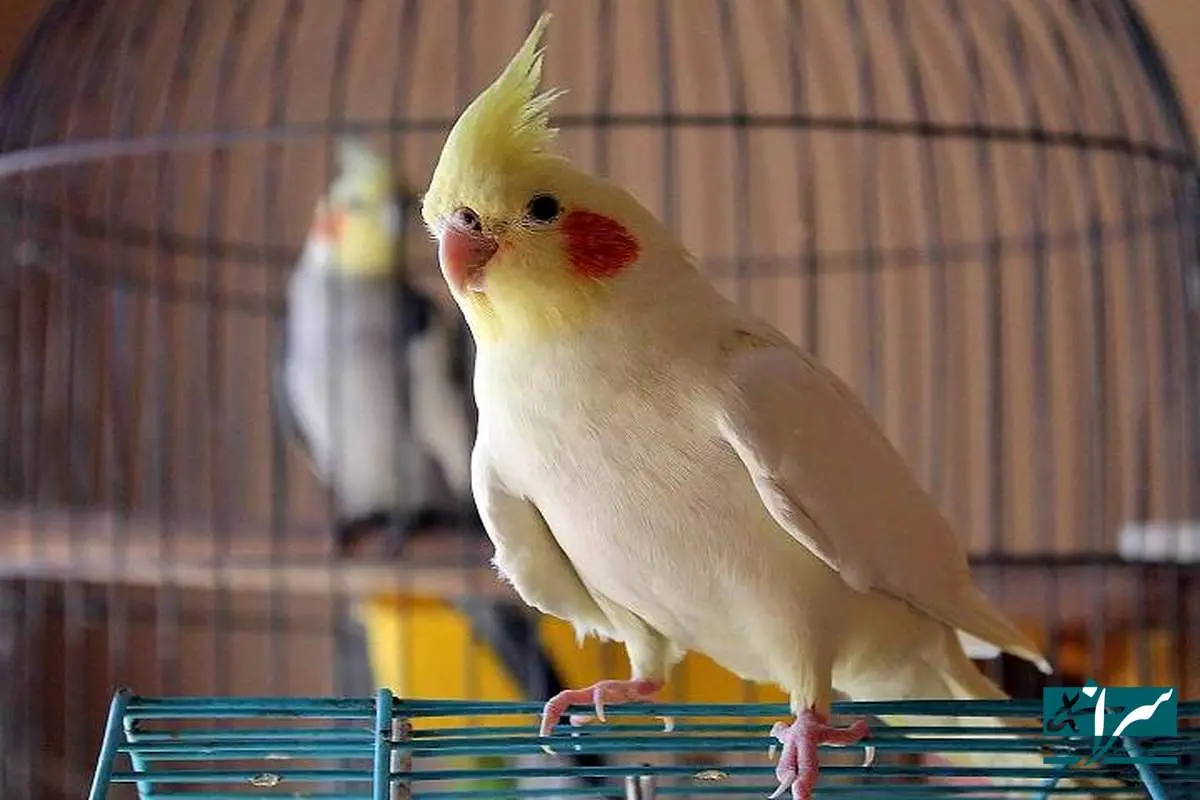 قیمت عجیب قفس سوژه فضای مجازی شد