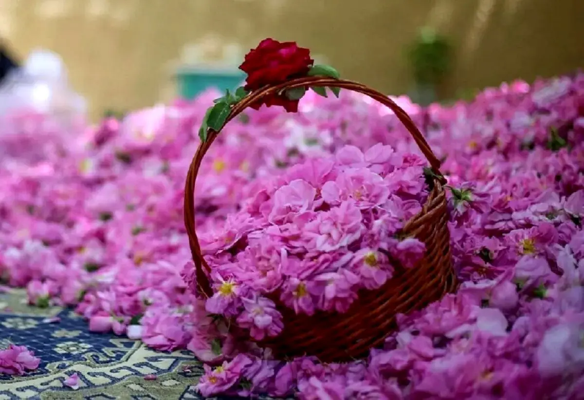 درس بزرگ عربستان به ایران/ ایرانی‌ها کاشتند، عرب‌ها درو کردند!