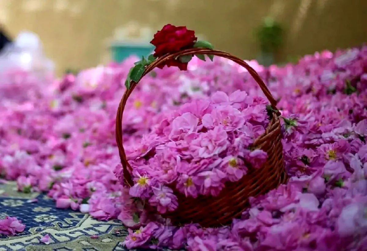 درس بزرگ عربستان به ایران/ ایرانی‌ها کاشتند، عرب‌ها درو کردند!