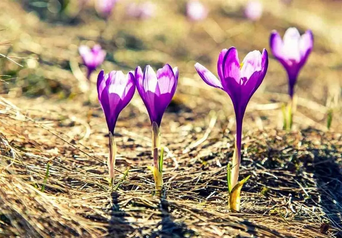 وای! ایران در آستانه کم‌آبی، اما این گیاهان غوغا می‌کنند! زعفران، تریکاله، کینوا نجات‌دهندگان احتمالی؟