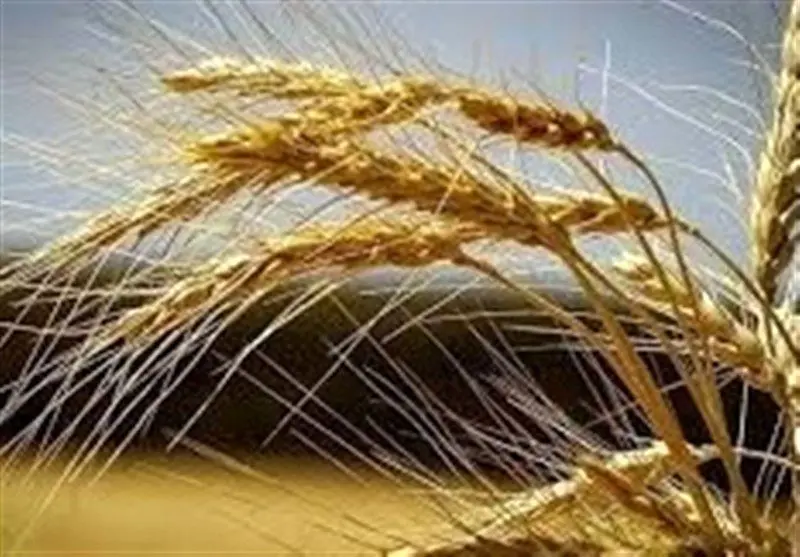 بمب ساعتی امنیت غذایی فعال شد: بومی‌سازی بذر، آخرین فرصت ایران!