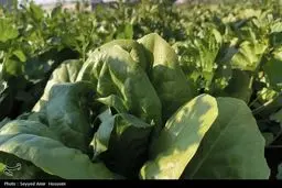 افشاگری bombshell: فناوری هسته‌ای سبزیجات شما را در برابر فساد بیمه می‌کند!