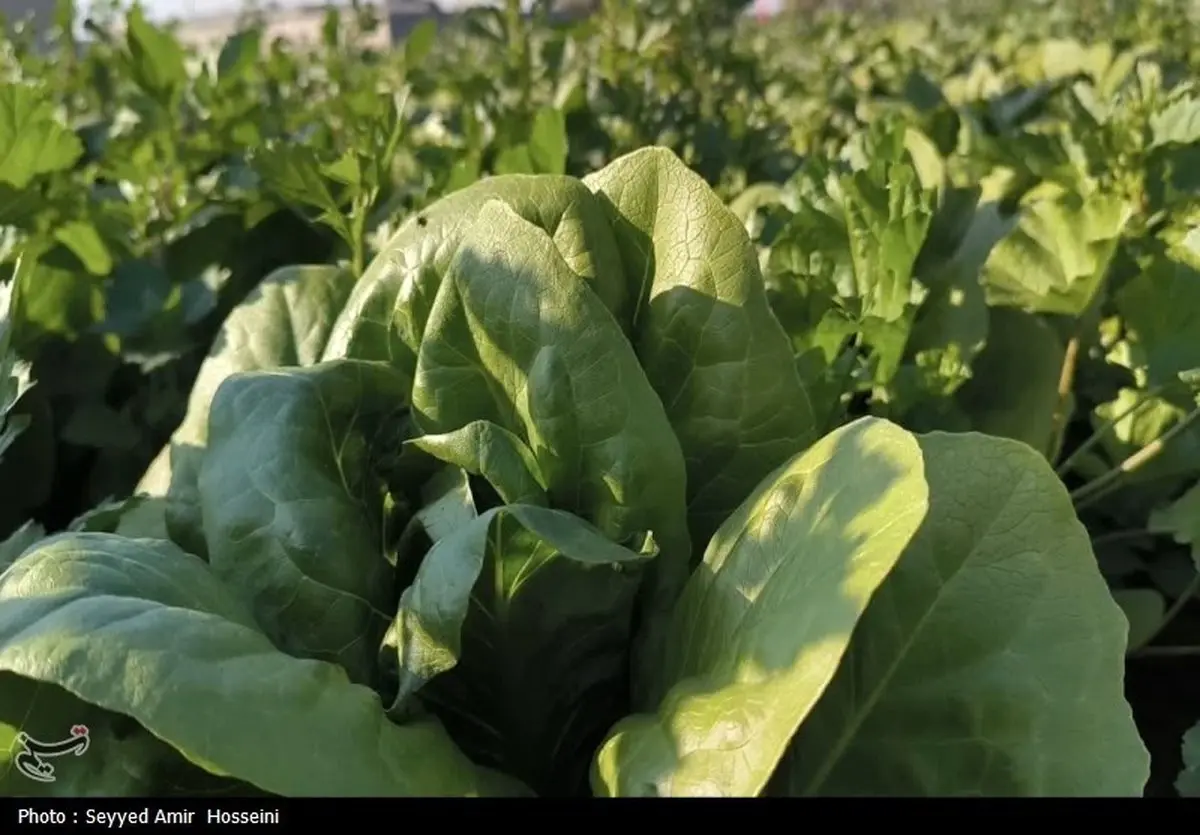 افشاگری bombshell: فناوری هسته‌ای سبزیجات شما را در برابر فساد بیمه می‌کند!