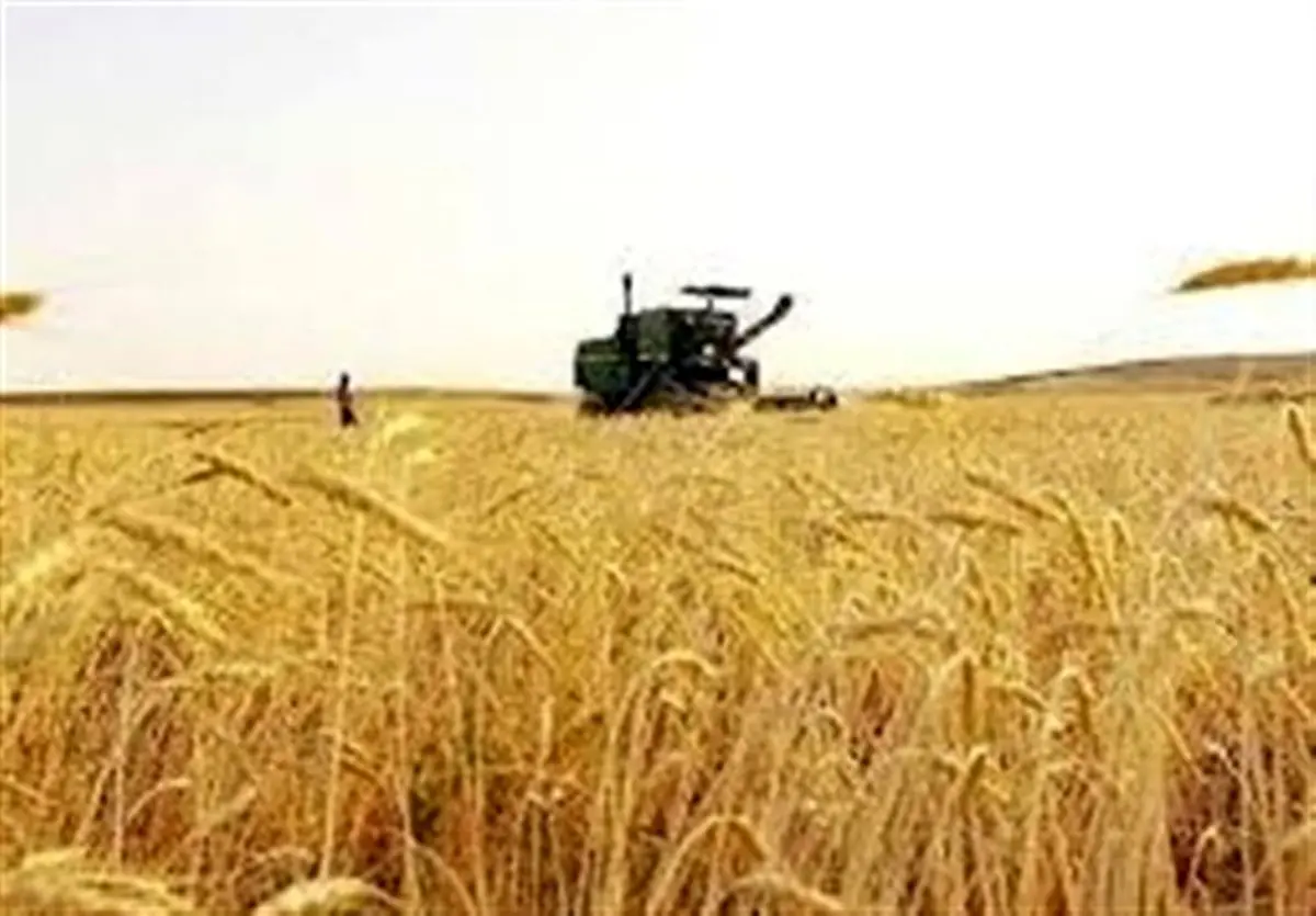 حمله آفت سن گندم به مزارع جنوب: محصولات در خطر نابودی!