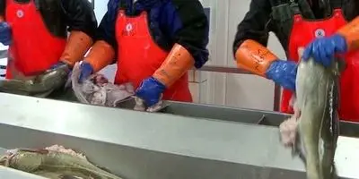 افشاگری جنجالی: بسته‌بندی‌های ضدباکتری مواد غذایی؛ بمب ساعتی در صنعت یا راه نجات؟