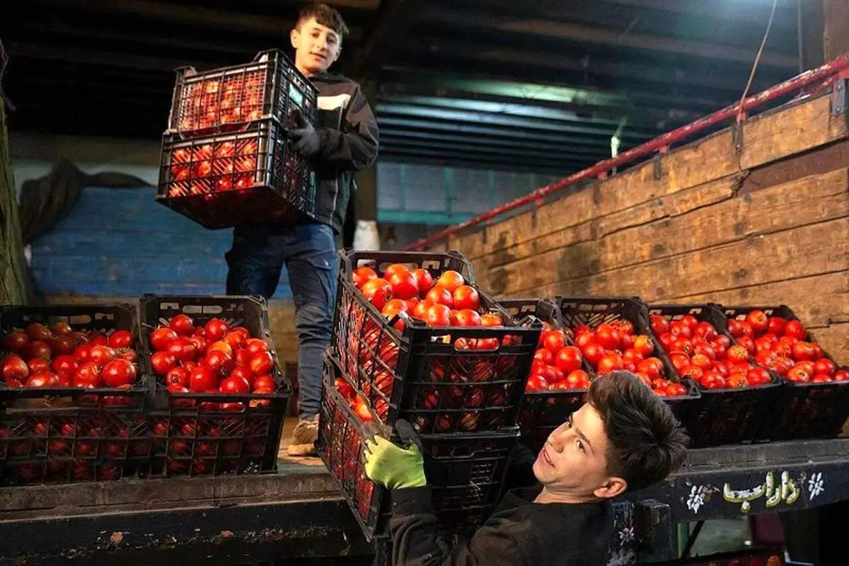 سقوط قدرت خرید با قیمت باورنکردنی گوجه‌فرنگی: ۷۰ هزار تومان، آیا سفره‌ها خالی می‌شوند؟