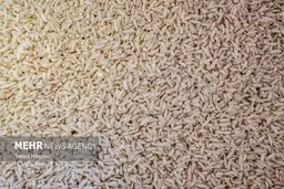 برنج پاکستانی ۶۶ هزار تومانی؛ شوک قیمتی در بازار مواد غذایی