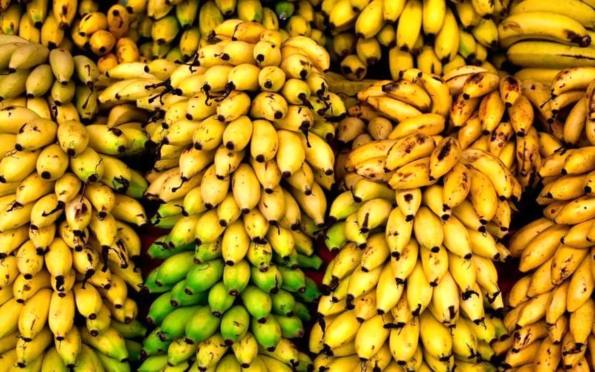 فاجعه در گمرک؛ هزار تُن موز و سیب در آستانه نابودی!