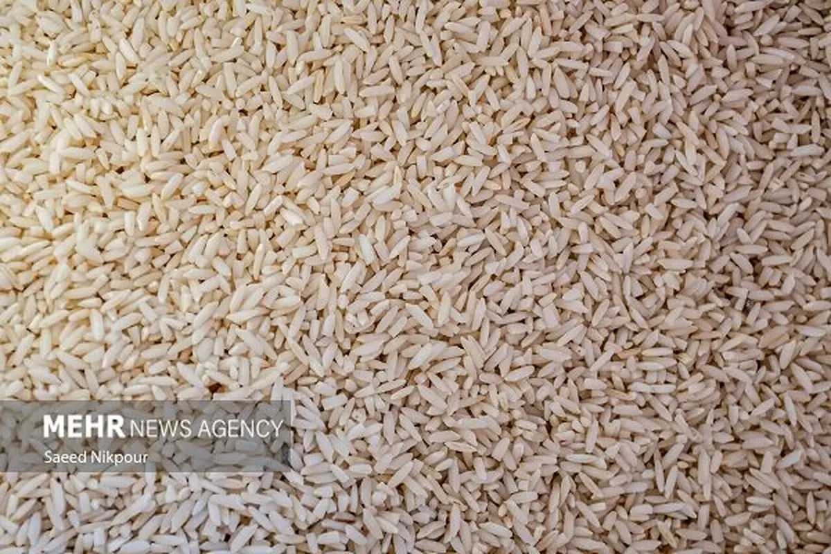 برنج ارزان شد، اما این خبر بد است! دانه‌های روغنی و کنجاله غوغا کردند!