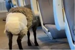 دیده شدن یک گوسفند با پوشک در مترو +عکس