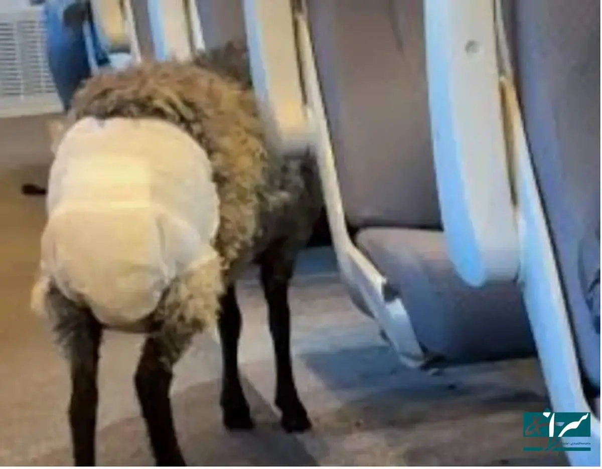 دیده شدن یک گوسفند با پوشک در مترو +عکس
