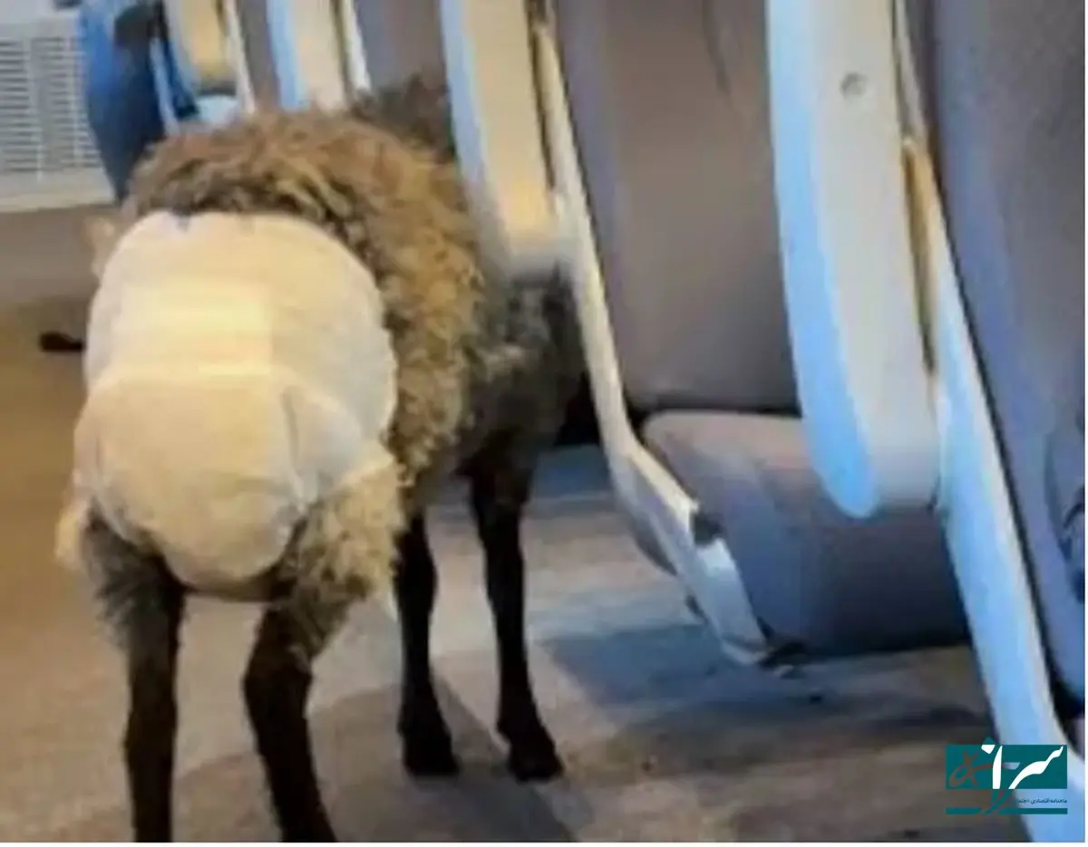 دیده شدن یک گوسفند با پوشک در مترو +عکس