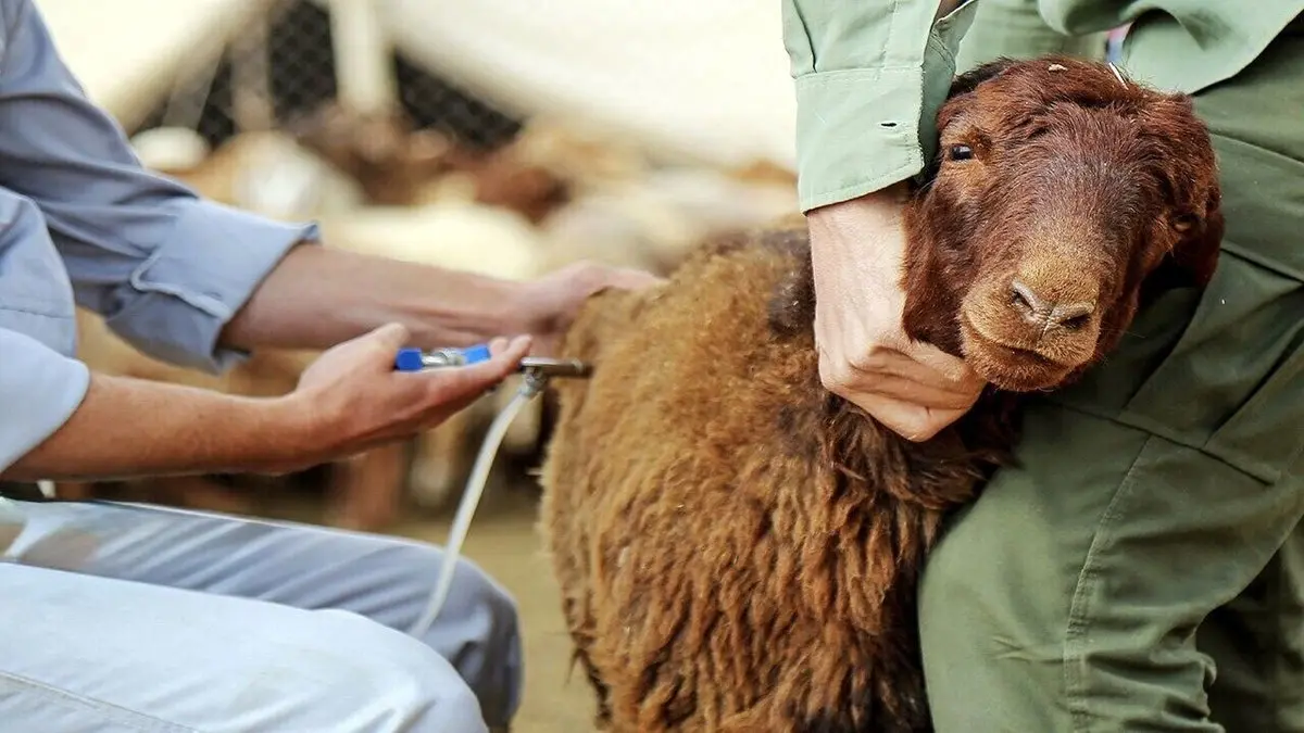 آیا تب برفکی به انسان منتقل می شود؟