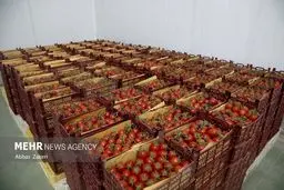 گوجه فرنگی ۴۳ درصد گران شد! آیا این تازه اول ماجراست؟