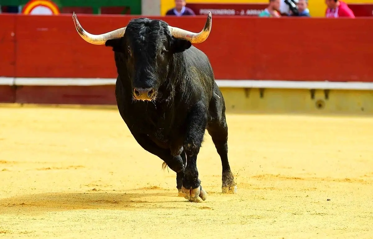 حمله وحشیانه گاو / مرد به هوا پرتاب شد + فیلم