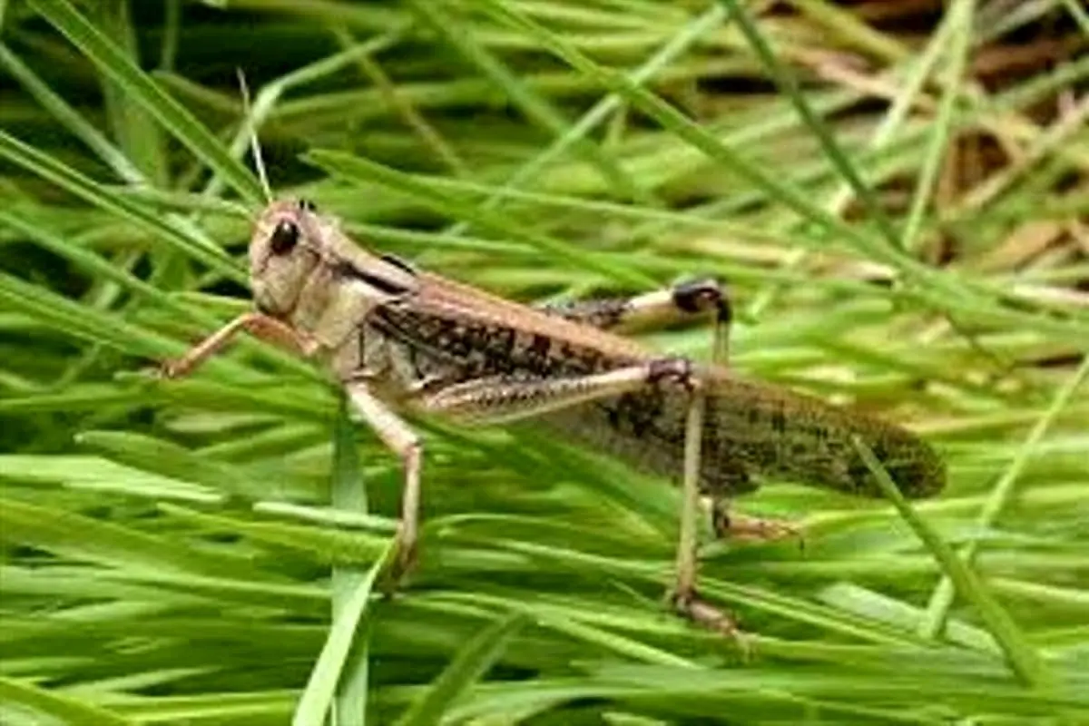 هشدار شوکه‌کننده: ایران در آستانه بلعیده شدن توسط "لشکر ملخ‌ها"!