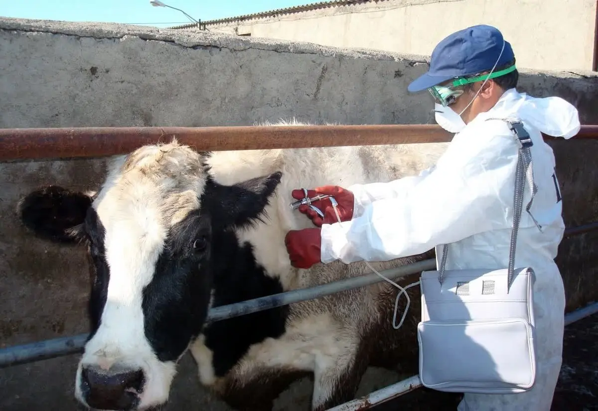 دولت ضربه مهلک به دامپزشکان دولتی زد: تعرفه‌ها منفجر شد!