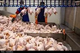 راز گرانی مرغ فاش شد: ارز 28500 فقط 36 درصد هزینه تولید را پوشش می‌دهد!