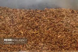 فاجعه بازار: قاچاقچیان ۹۳ درصد تنباکو را بلعیدند!