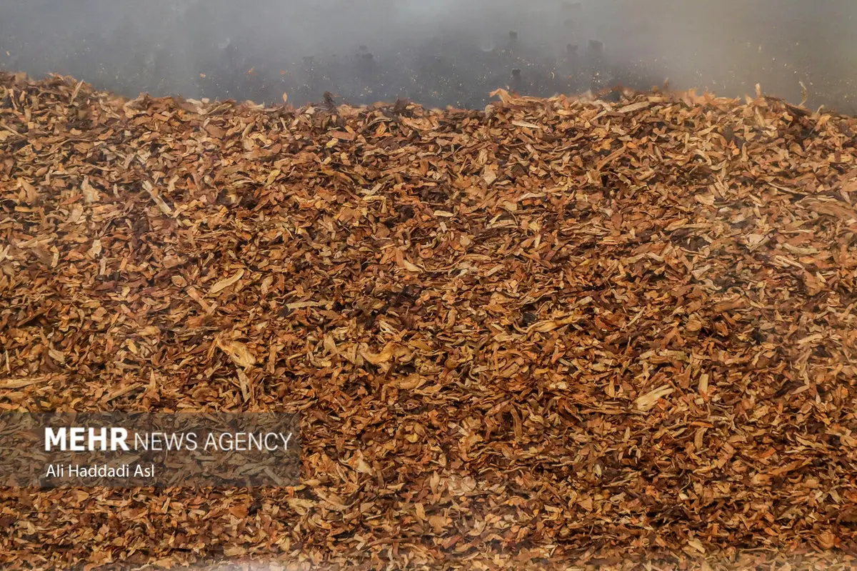 فاجعه بازار: قاچاقچیان ۹۳ درصد تنباکو را بلعیدند!