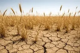 خطر نابودی ۱۰۰ درصدی گندم دیم: کشاورزان در انتظار معجزه الهی!