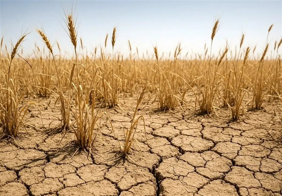 خطر نابودی ۱۰۰ درصدی گندم دیم: کشاورزان در انتظار معجزه الهی!