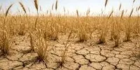 هشدار جنجالی: گندم‌کاران زیر تیغ خشکسالی! دیم‌زارها در خطر نابودی!