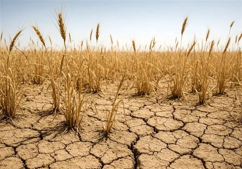 خطر نابودی ۱۰۰ درصدی گندم دیم: کشاورزان در انتظار معجزه الهی!