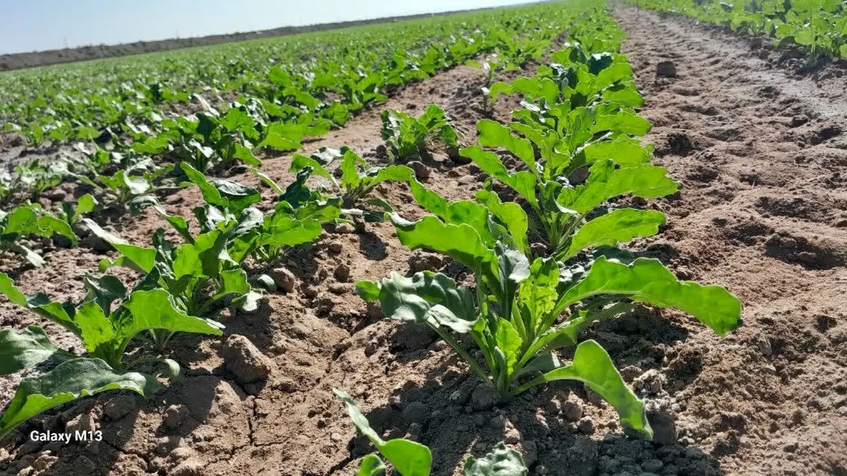 ۱۱ همت خسارت: چرا کشاورزی ایران با وجود "هشدار قرمز" هواشناسی به زانو درآمد؟