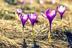 نجات آب: زعفران، تریکاله و کینوا؛ قهرمانان پنهان کم‌آبی!